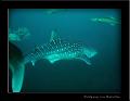 whaleshark8